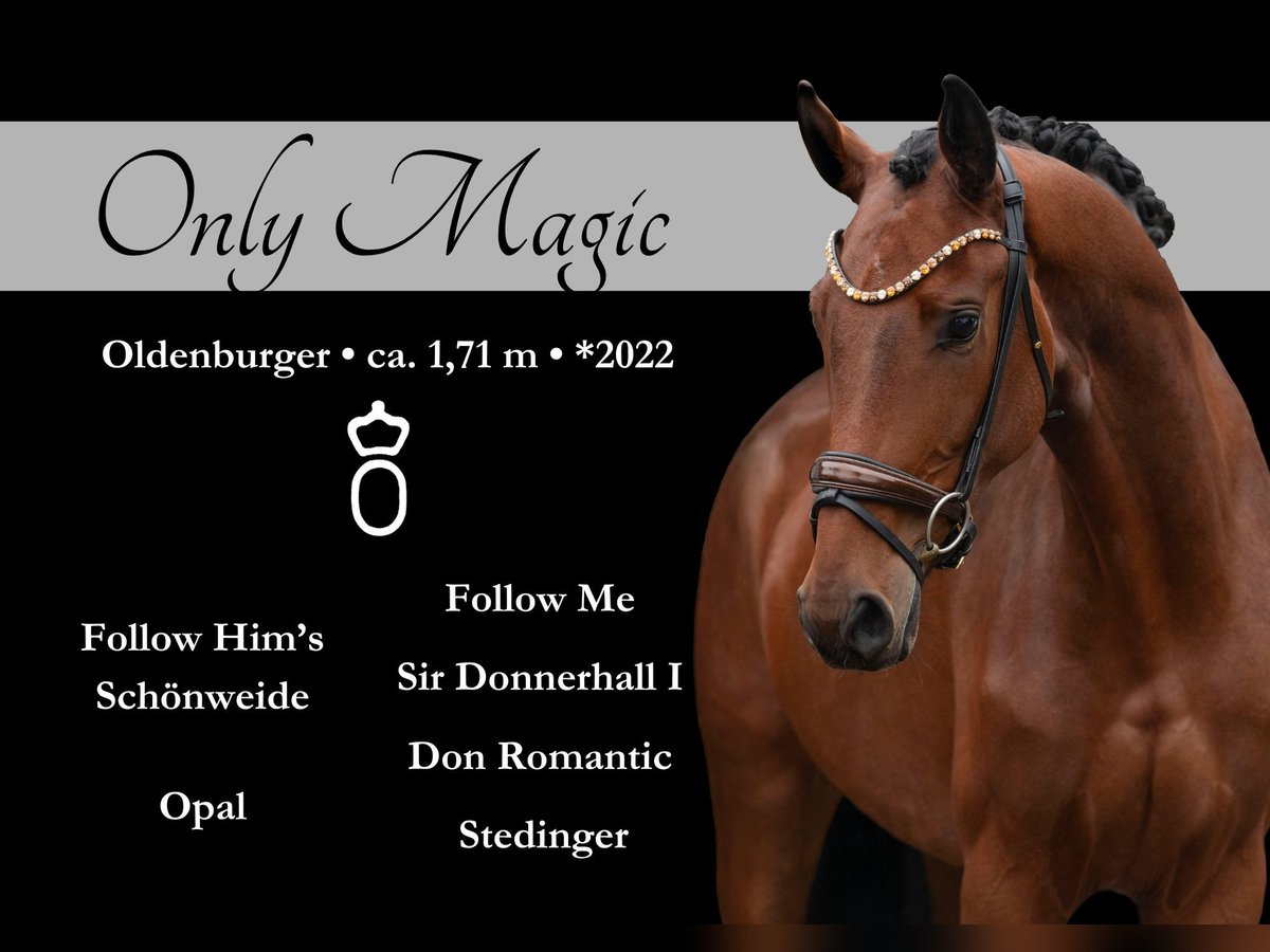 Oldenbourg Jument 3 Ans 171 cm Bai in Wehringen