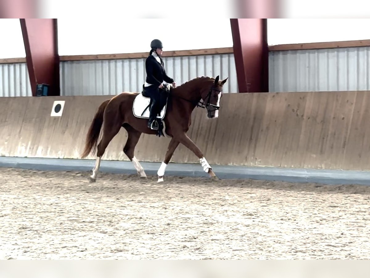 Oldenbourg Jument 3 Ans 172 cm Alezan in Berg