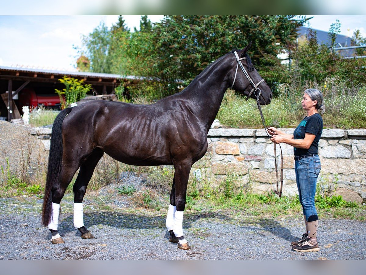 Oldenbourg Jument 3 Ans 172 cm Noir in Gro&#xDF;grabe