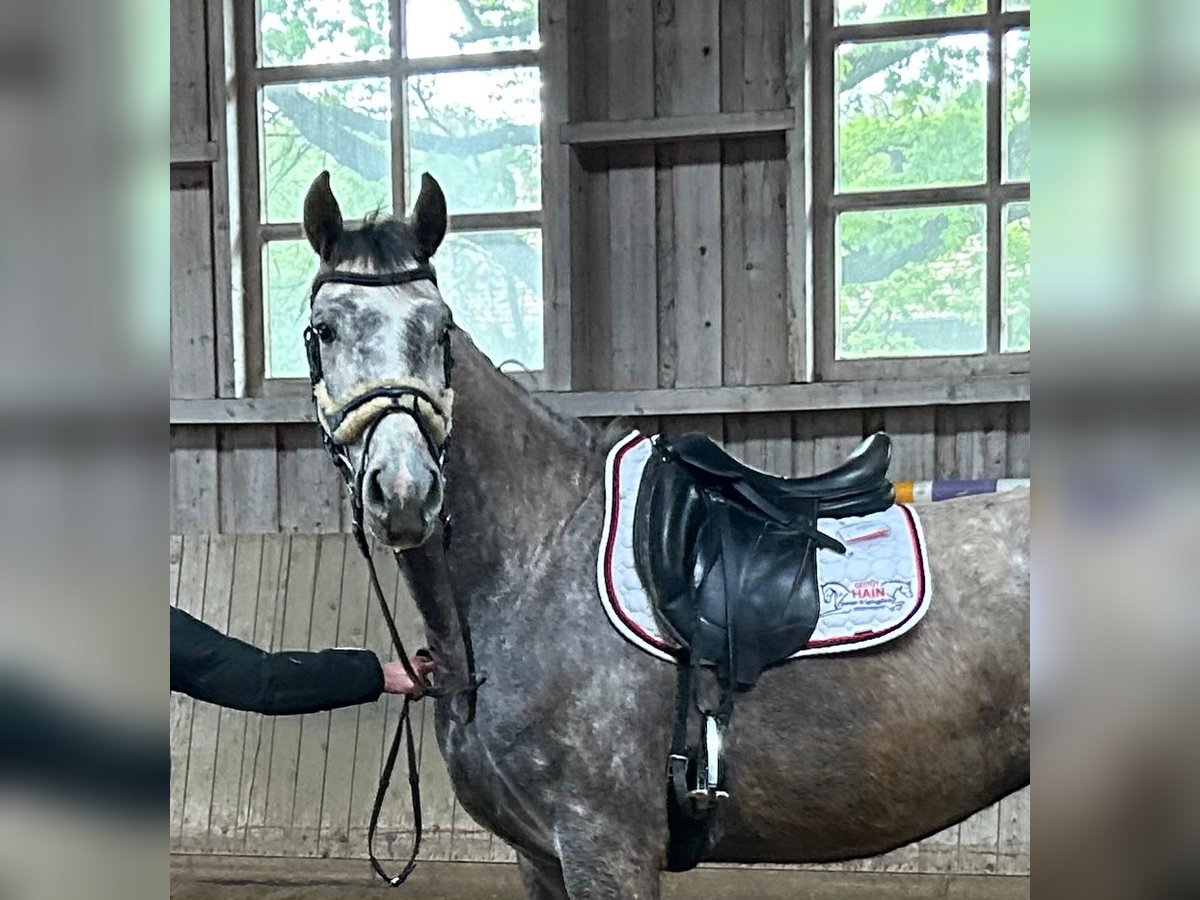 Oldenbourg Jument 3 Ans 175 cm Gris in Sankt Wolfgang