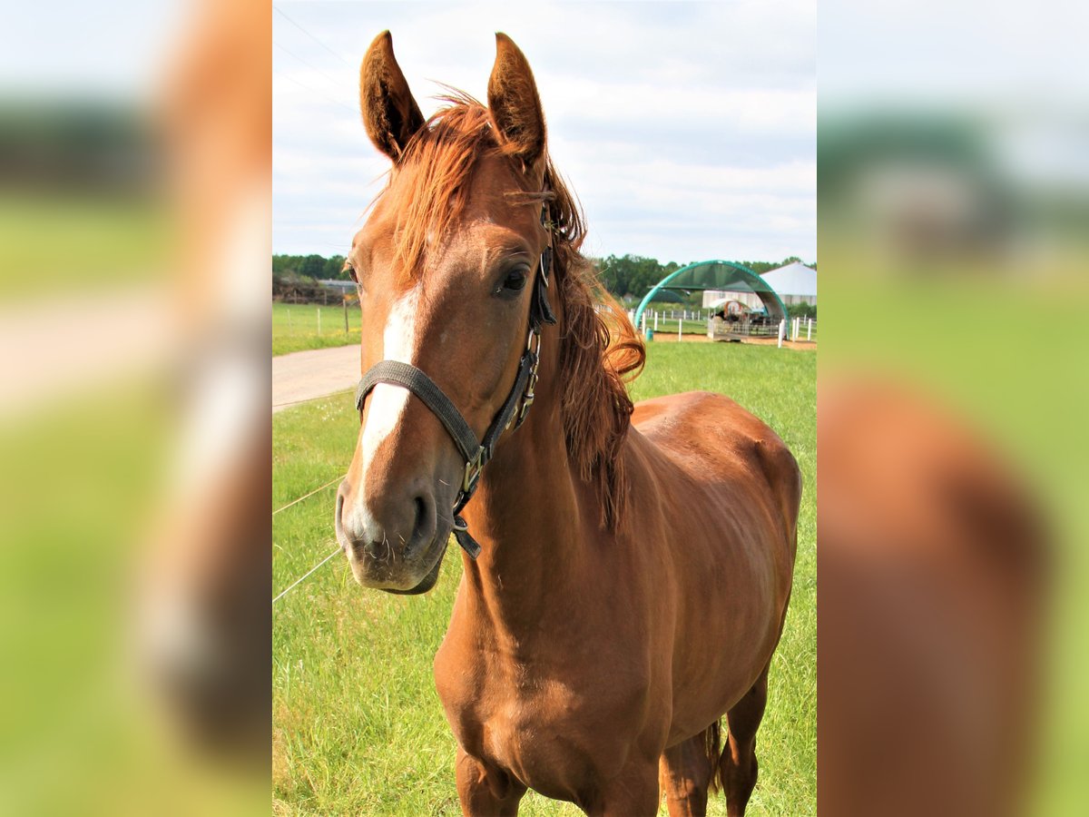 Oldenbourg Jument 3 Ans Alezan brûlé in Hankensbüttel