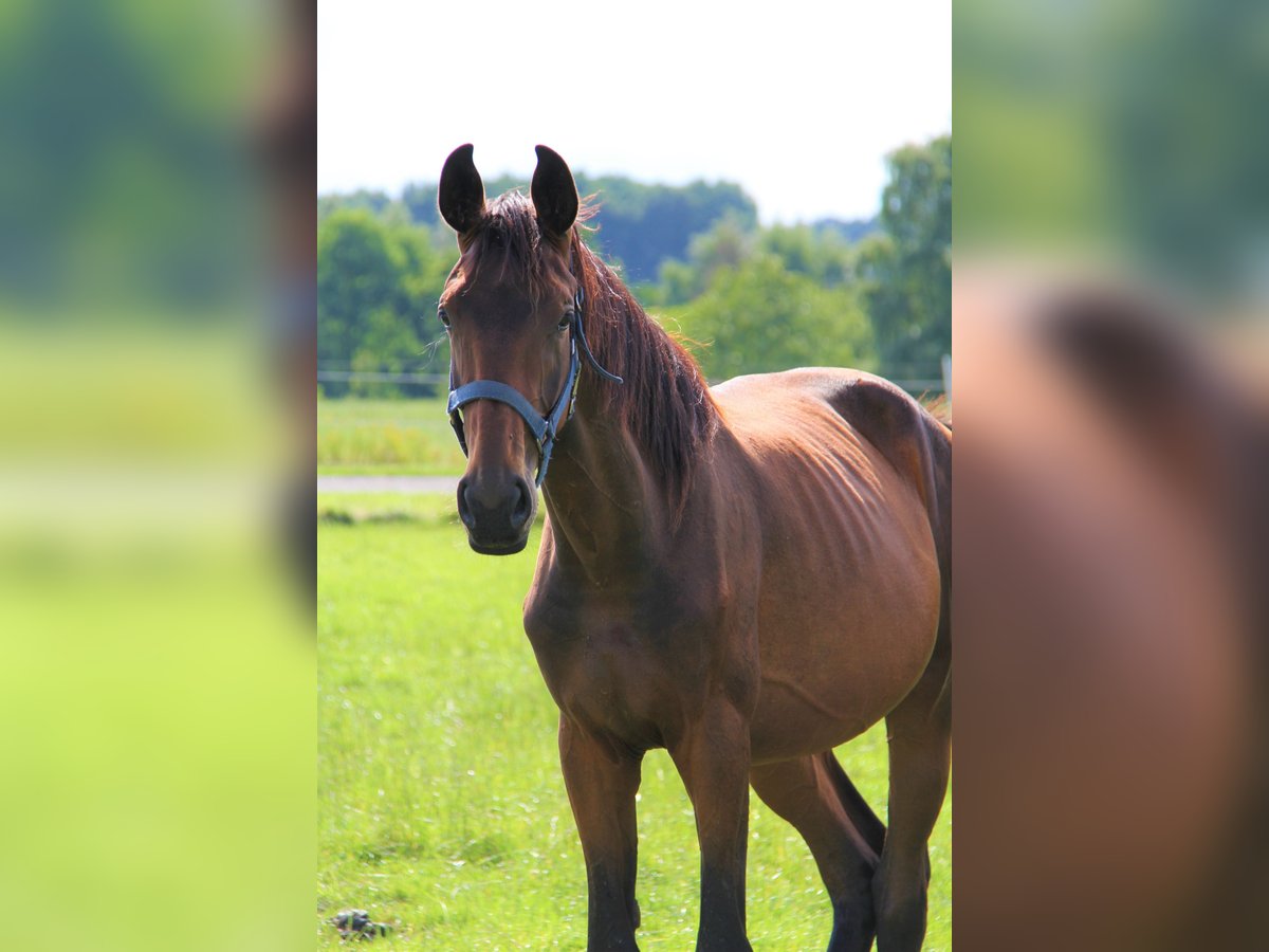 Oldenbourg Jument 3 Ans Bai brun in Hankensbüttel