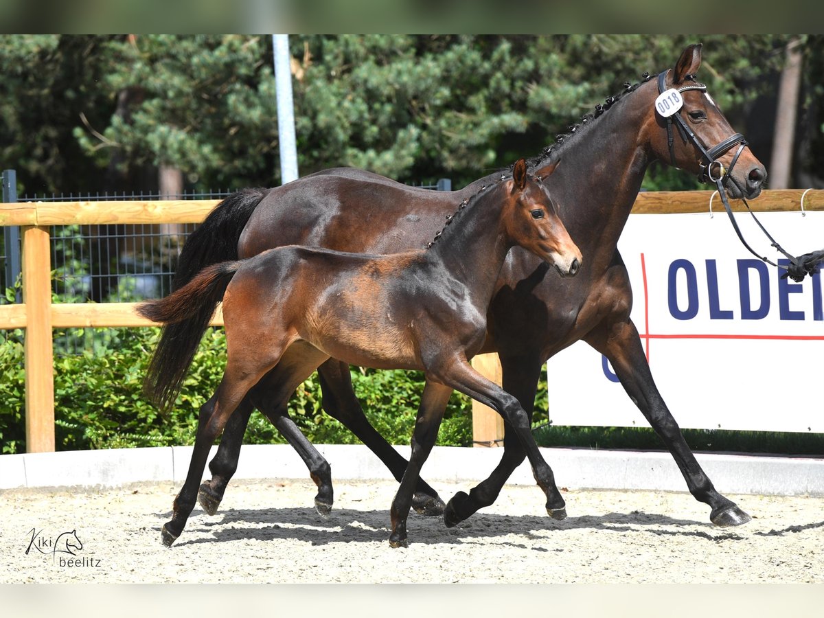 Oldenbourg Jument 3 Ans in BROCKUM