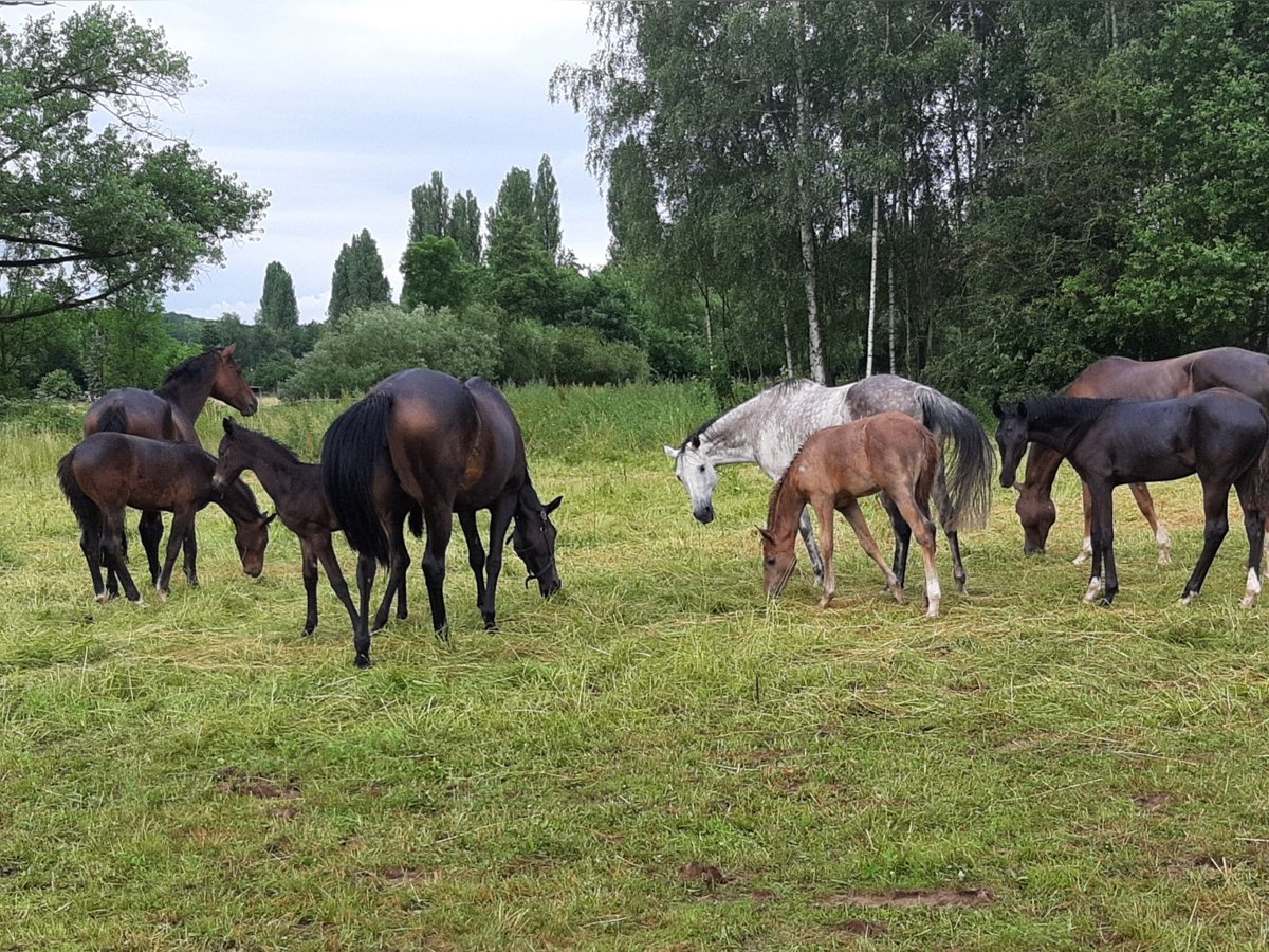 Oldenbourg Jument 3 Ans Noir in Staufenberg