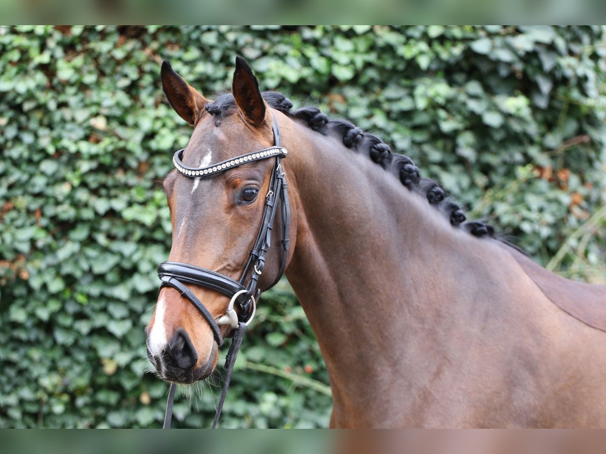 Oldenbourg Jument 4 Ans 159 cm Bai brun in Groß Twülpstedt