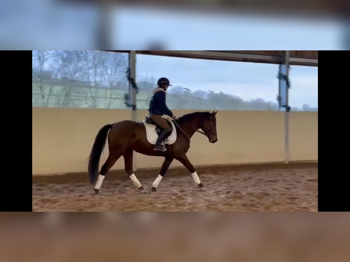 Oldenbourg Jument 4 Ans 160 cm Bai brun in Cabries
