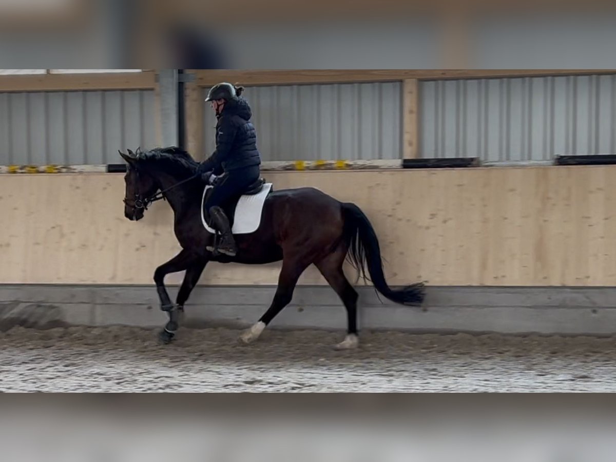 Oldenbourg Jument 4 Ans 161 cm Bai brun in Ehingen an der Donau