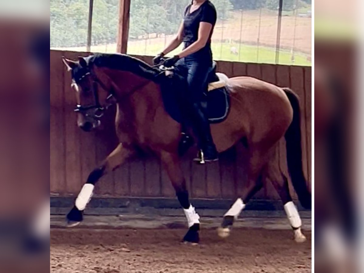 Oldenbourg Jument 4 Ans 161 cm Bai in Hanau