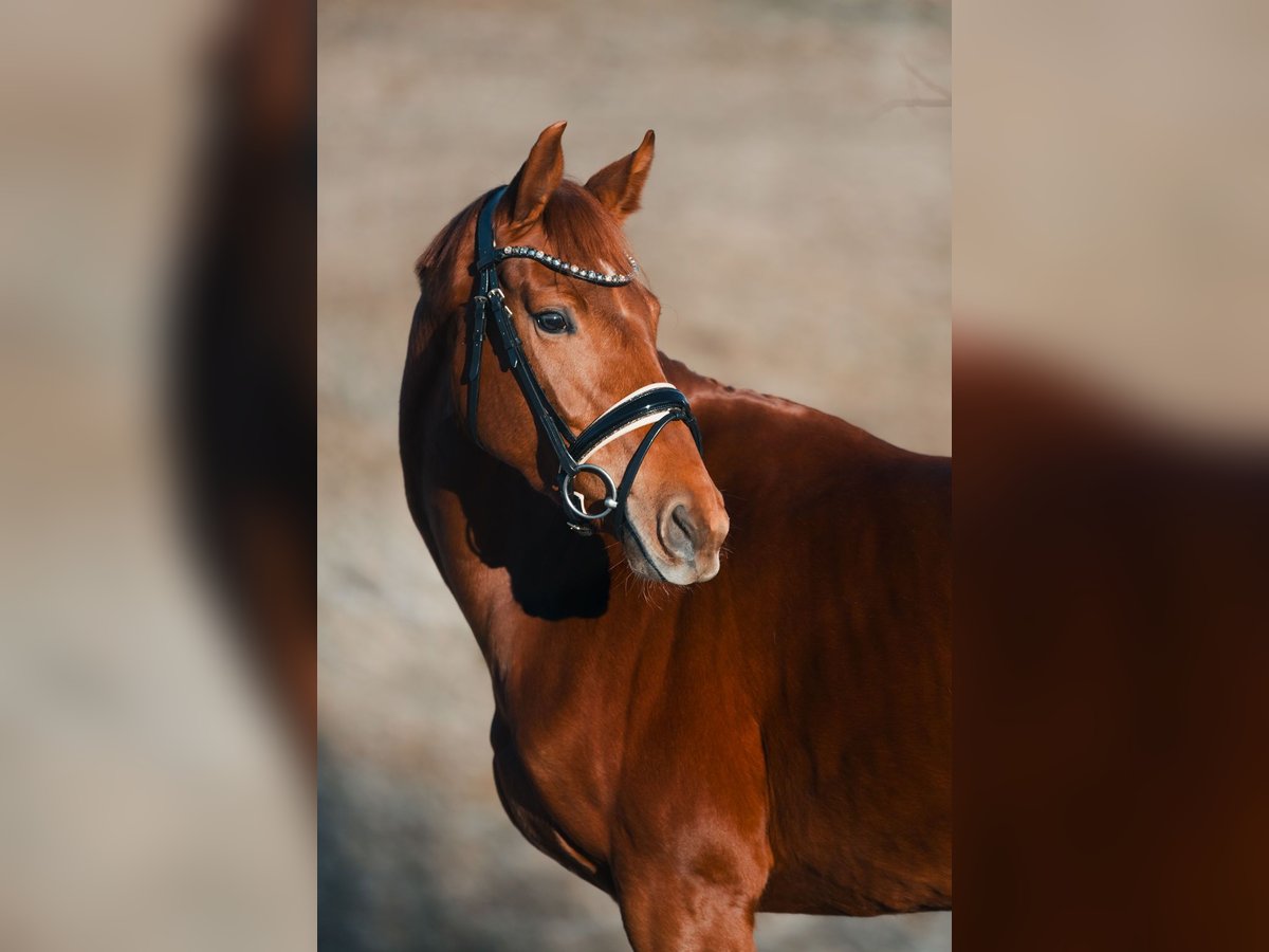 Oldenbourg Jument 4 Ans 162 cm Alezan brûlé in Kiefersfelden