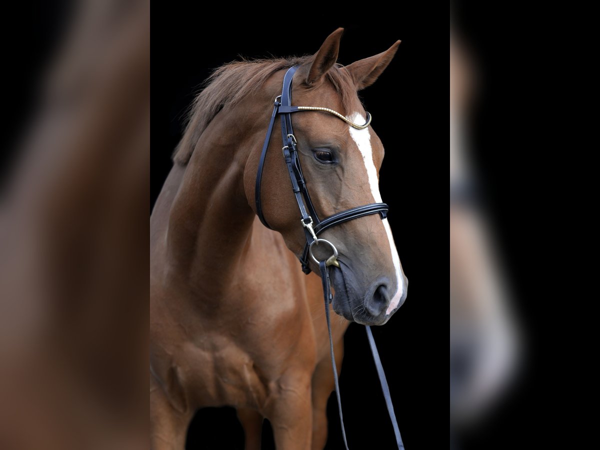 Oldenbourg Jument 4 Ans 162 cm Alezan in Nettetal