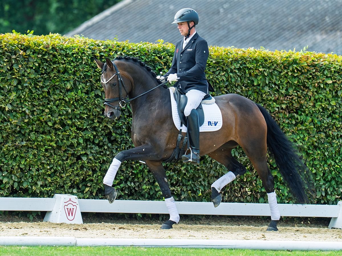 Oldenbourg Jument 4 Ans 163 cm Bai brun in M&#xFC;nster