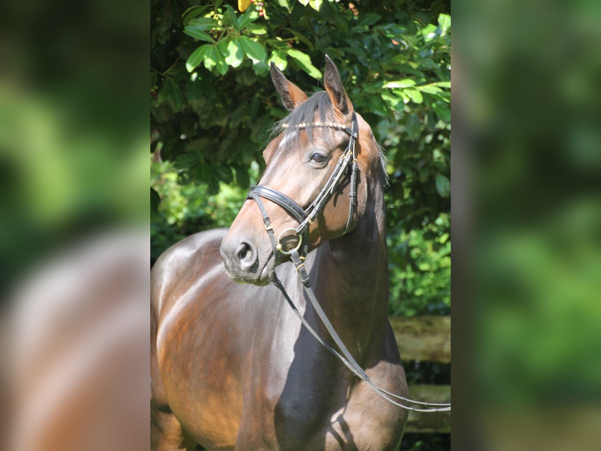 Oldenbourg Jument 4 Ans 163 cm Bai brun in Bad Bentheim