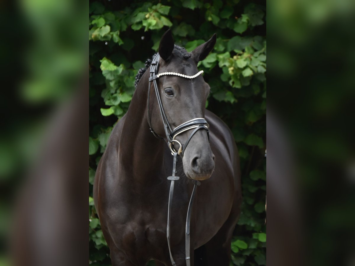 Oldenbourg Jument 4 Ans 163 cm Noir in F&#xFC;rstenau