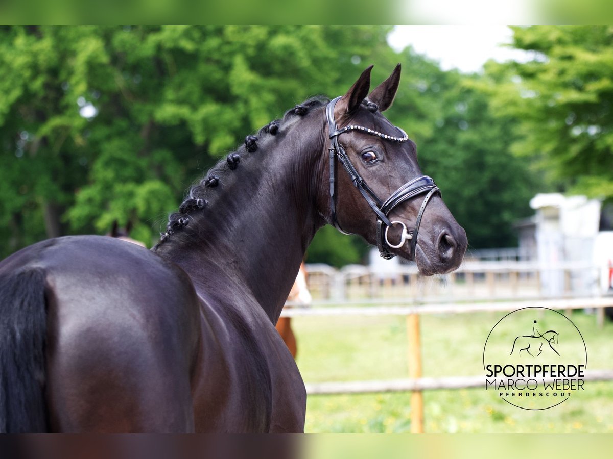 Oldenbourg Jument 4 Ans 163 cm Noir in Westerstede