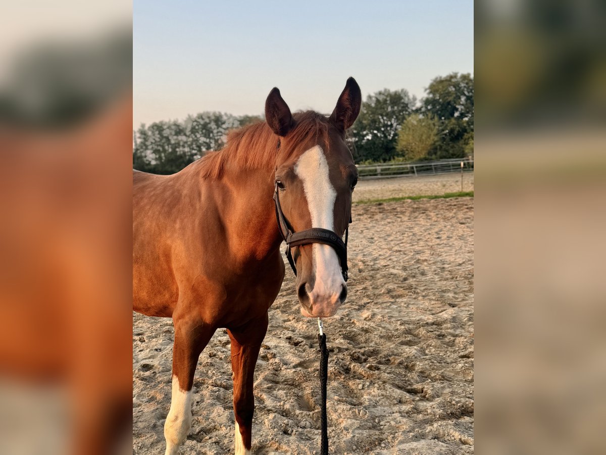 Oldenbourg Jument 4 Ans 164 cm Alezan in Hamburg Osdorf