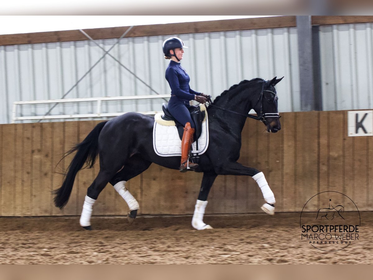 Oldenbourg Jument 4 Ans 164 cm Noir in Warendorf