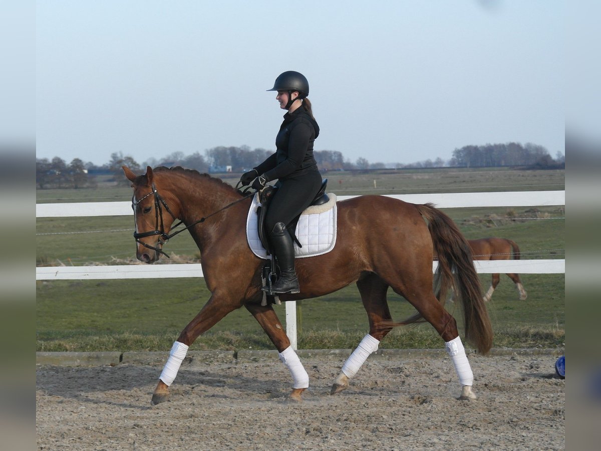 Oldenbourg Jument 4 Ans 165 cm Alezan in Tammingaburg Oldenbourg Jument 4 Ans 165 cm Alezan in Tammingaburg