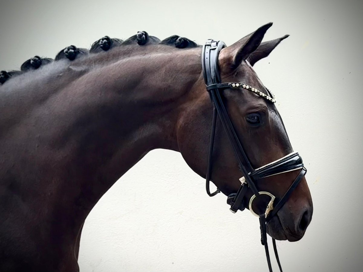 Oldenbourg Jument 4 Ans 166 cm Bai brun in Schierensee