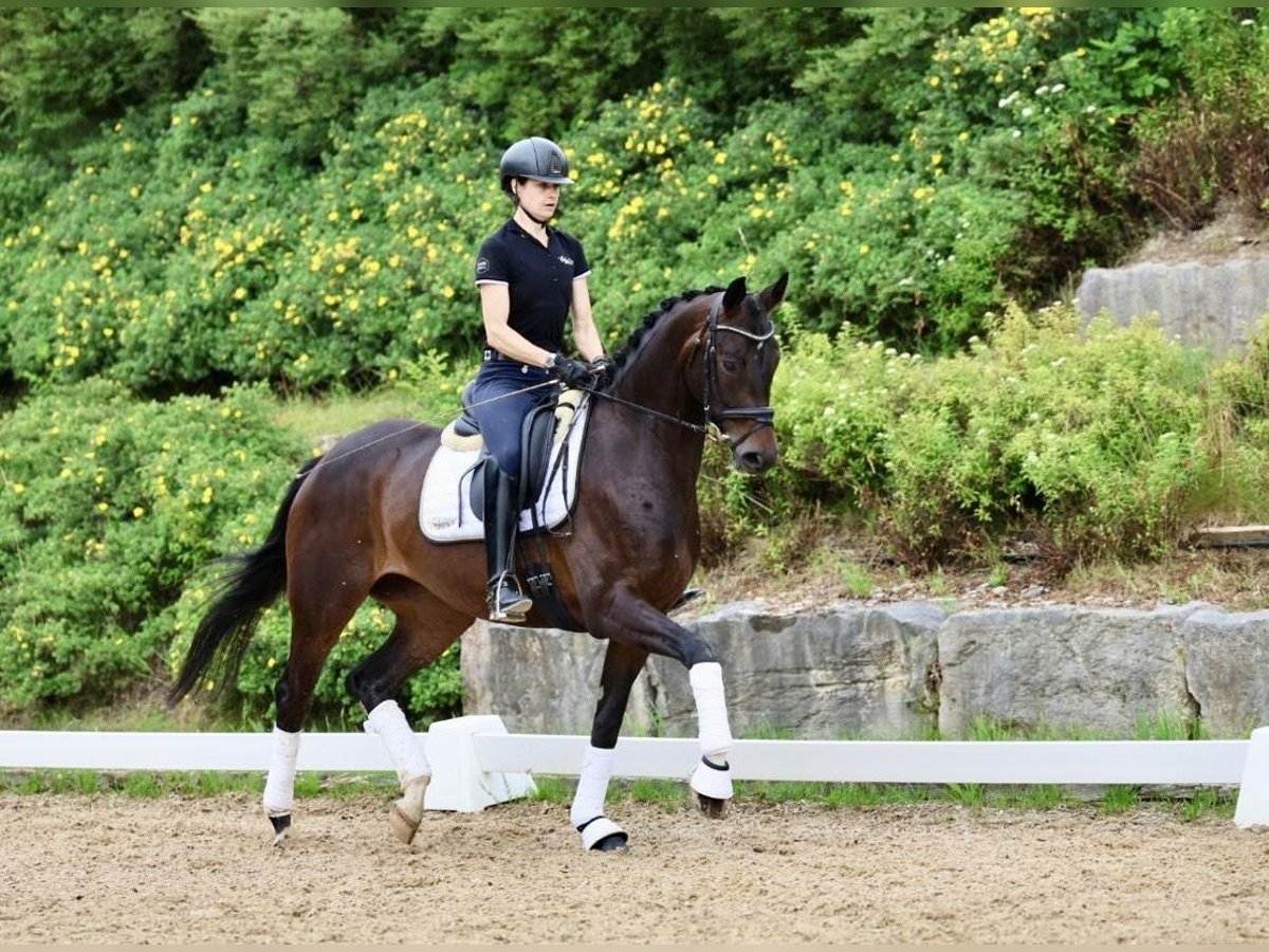 Oldenbourg Jument 4 Ans 166 cm Bai brun foncé in Haag am Hausruck