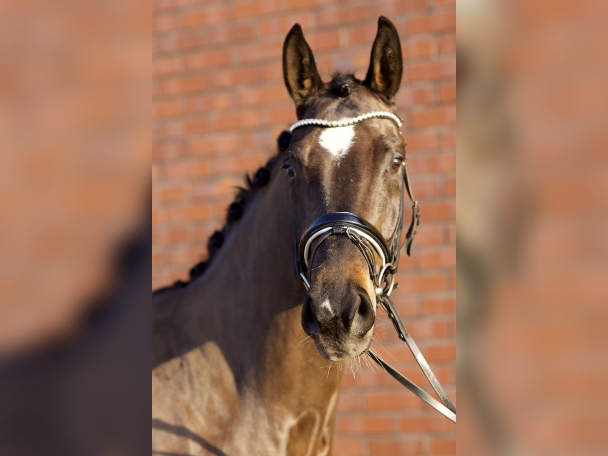 Oldenbourg Jument 4 Ans 166 cm Bai brun foncé in Westerstede