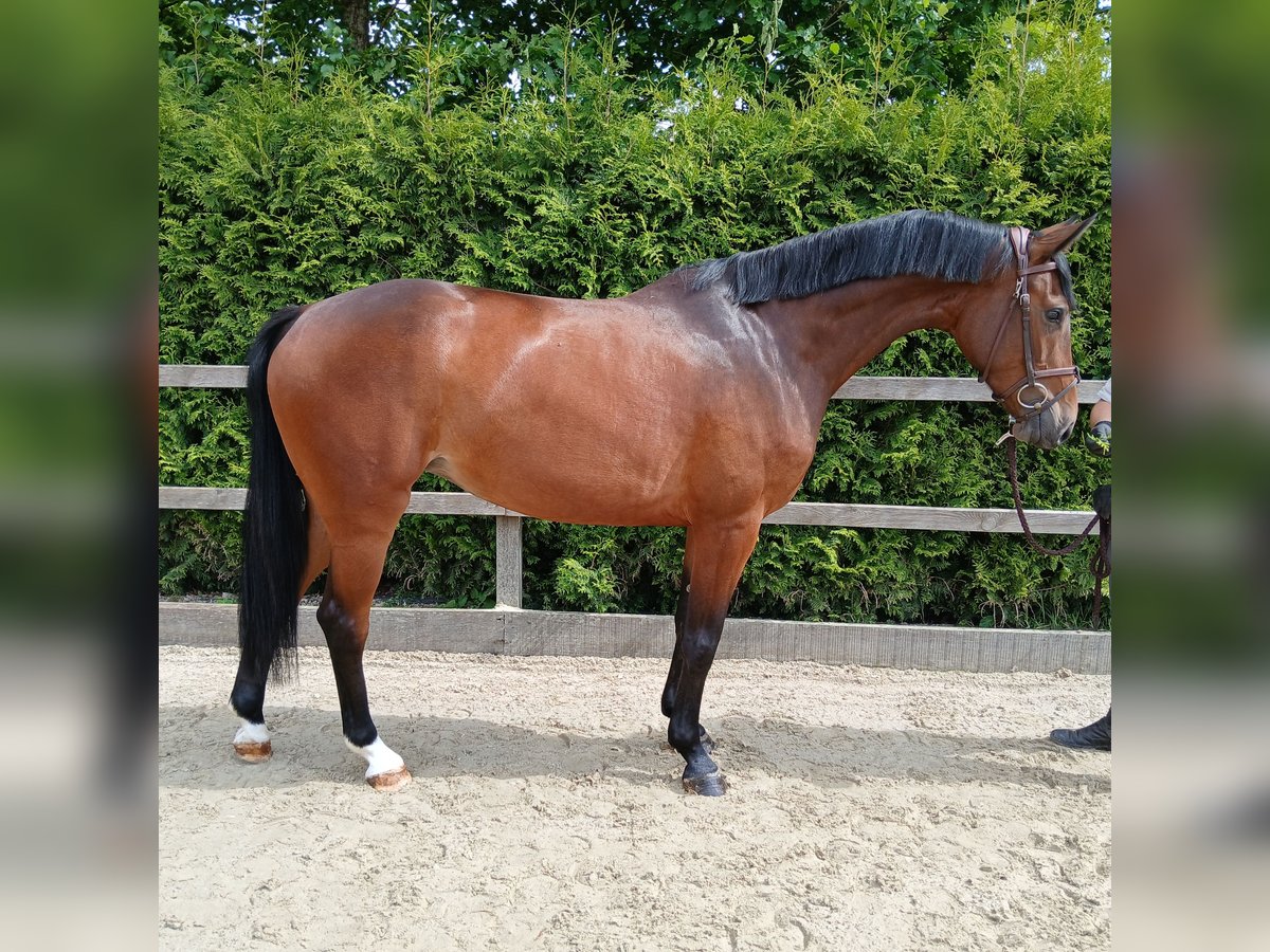 Oldenbourg Jument 4 Ans 166 cm Bai in Lohne (Oldenburg)