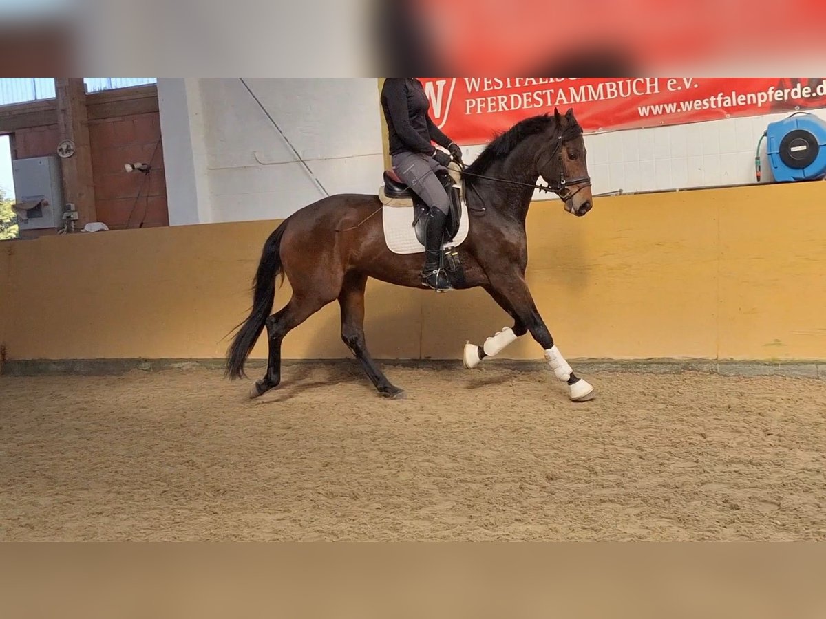 Oldenbourg Jument 4 Ans 166 cm Bai in Müssen