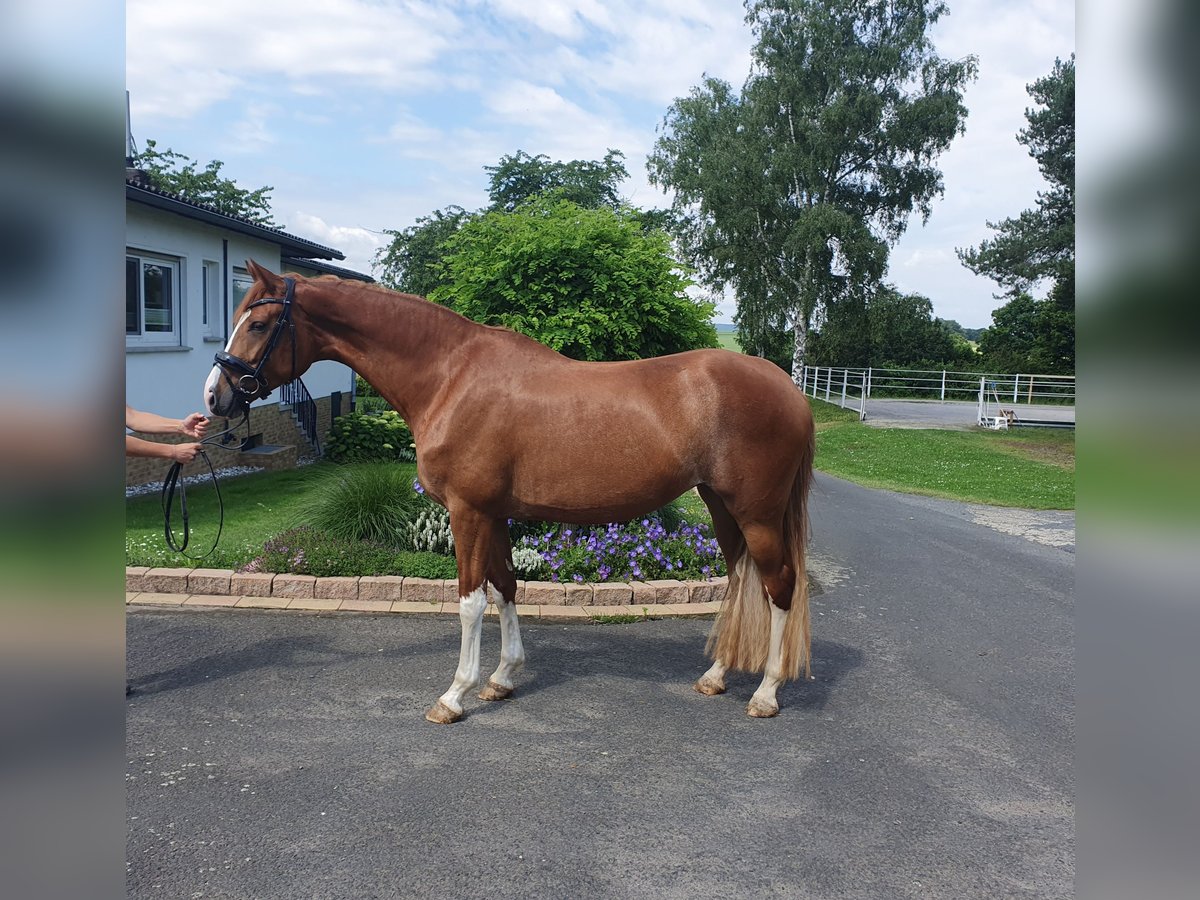 Oldenbourg Jument 4 Ans 167 cm Alezan in Homberg (Efze)