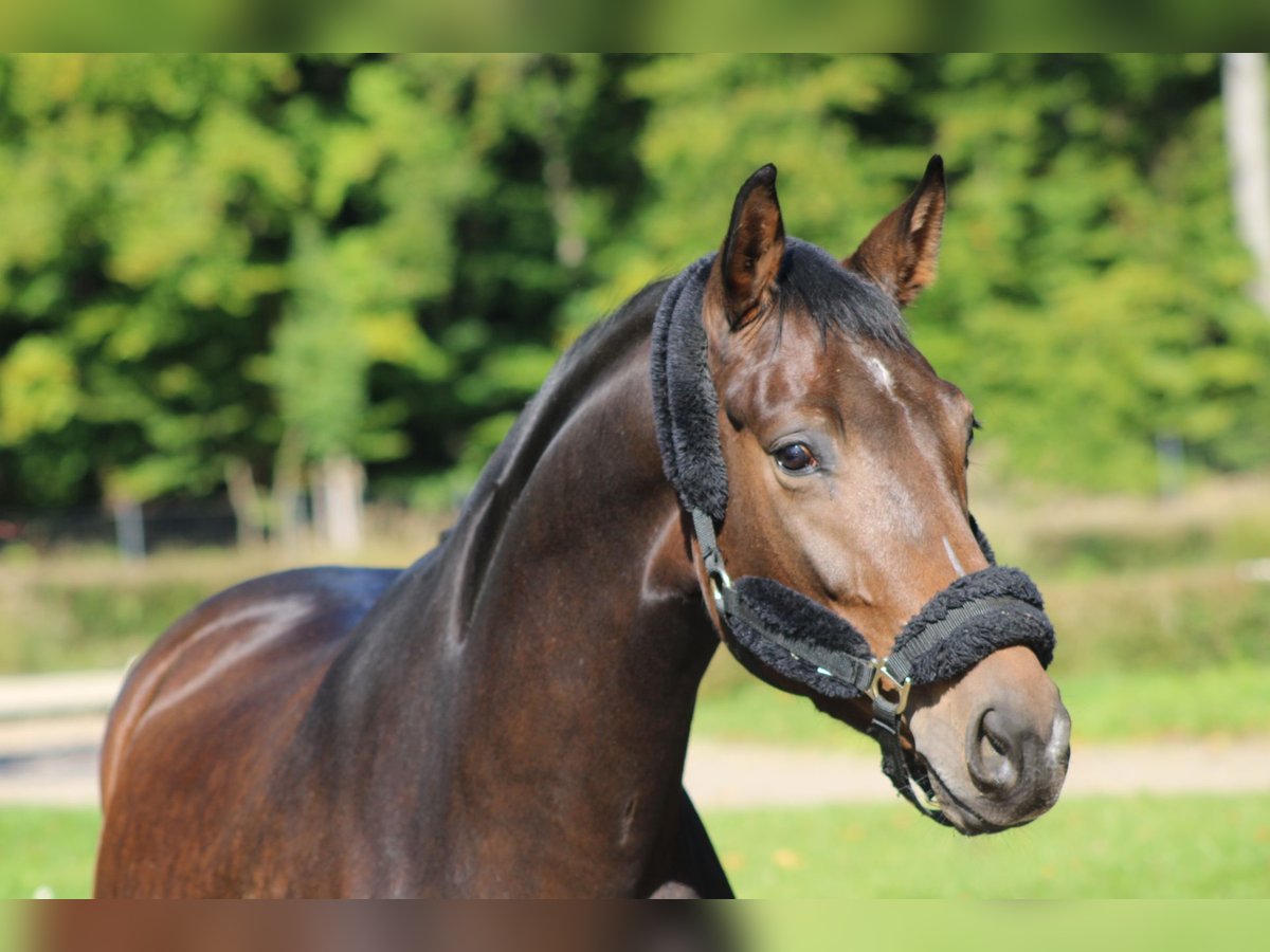 Oldenbourg Jument 4 Ans 167 cm Bai in Darmstadt