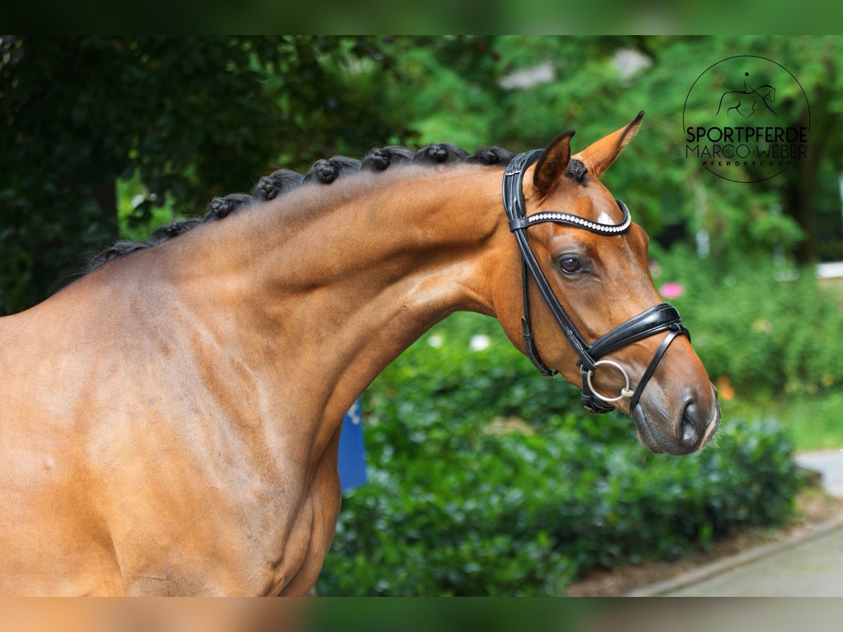 Oldenbourg Jument 4 Ans 167 cm Bai in Lienen