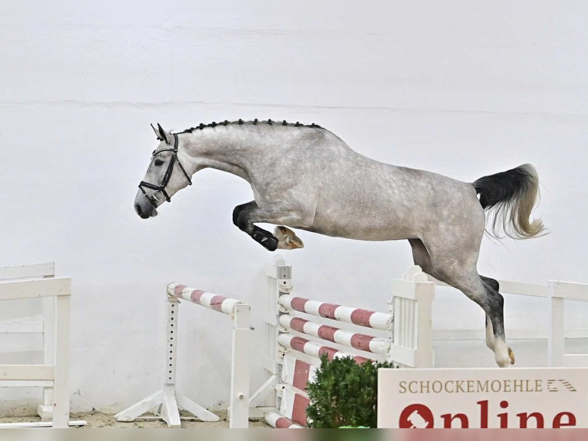Oldenbourg Jument 4 Ans 167 cm Gris in G&#x141;UBCZYN