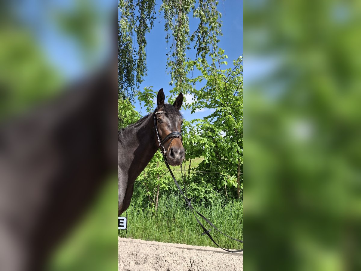 Oldenbourg Jument 4 Ans 168 cm Bai brun in Rheinfelden