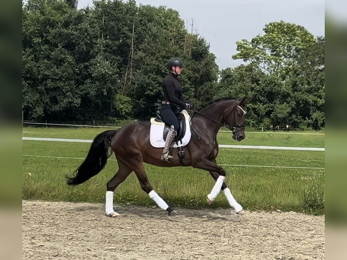 Oldenbourg Jument 4 Ans 168 cm Bai in Münster