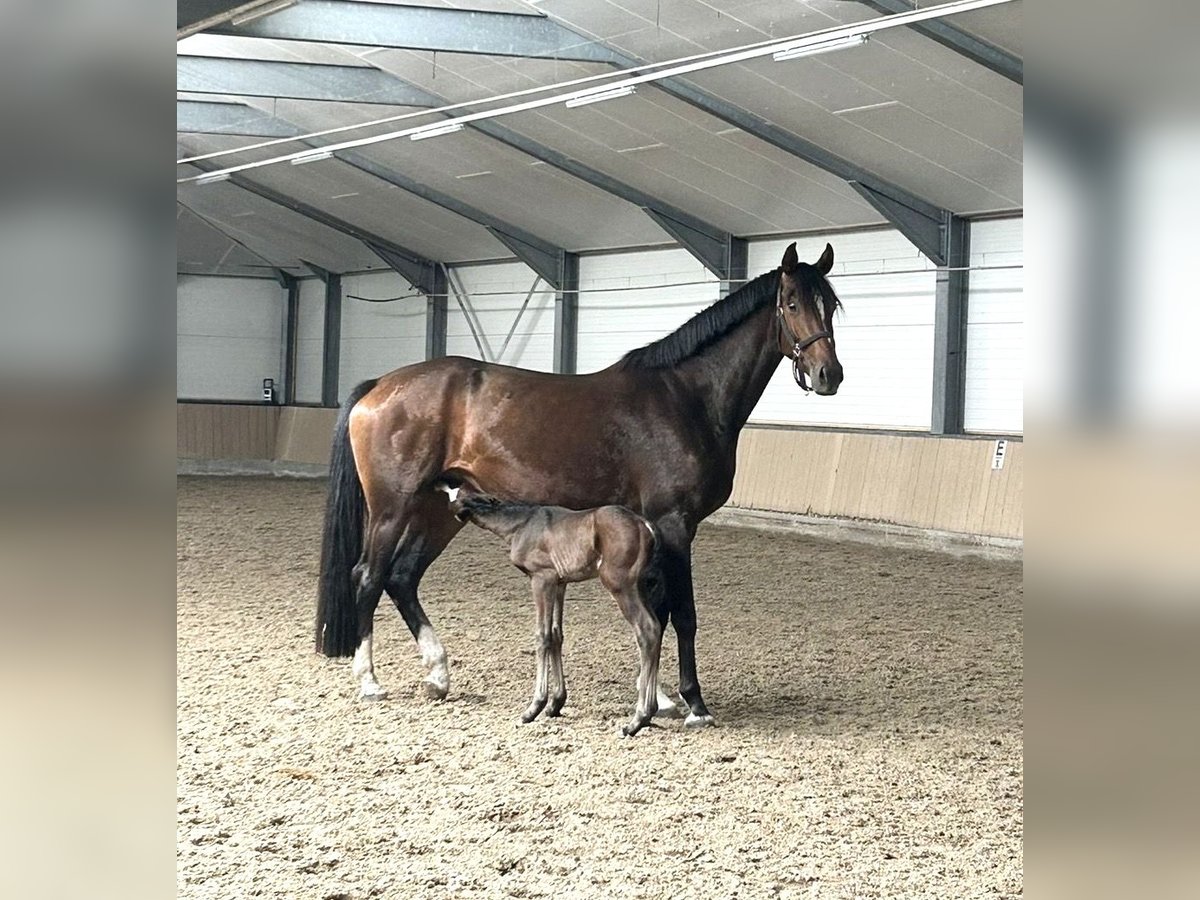 Oldenbourg Jument 4 Ans 168 cm Bai in Liessel