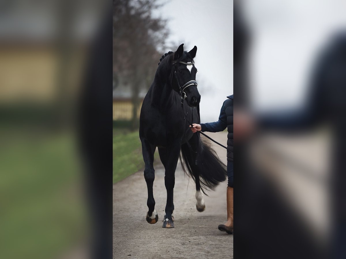 Oldenbourg Jument 4 Ans 168 cm Noir in Baracs