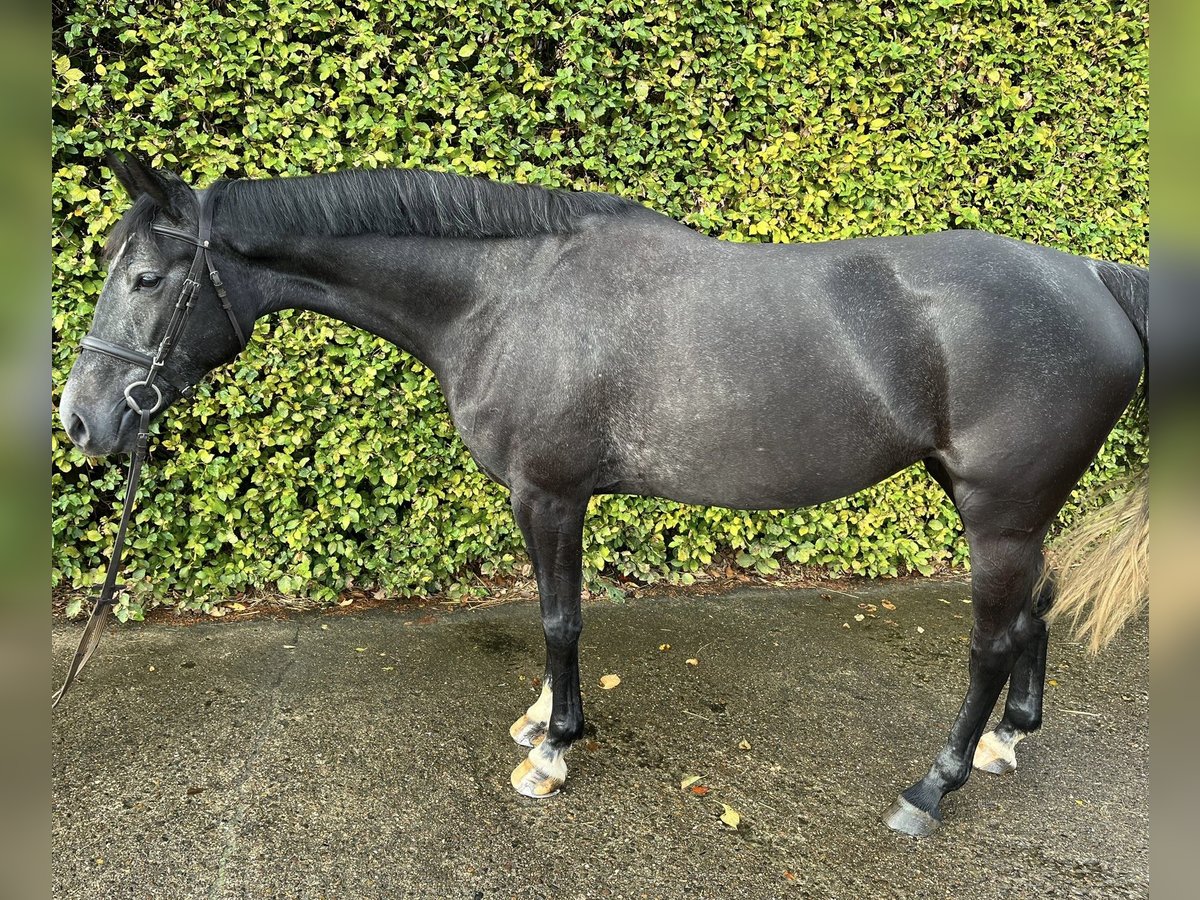 Oldenbourg Jument 4 Ans 168 cm Peut devenir gris in Ganderkesee