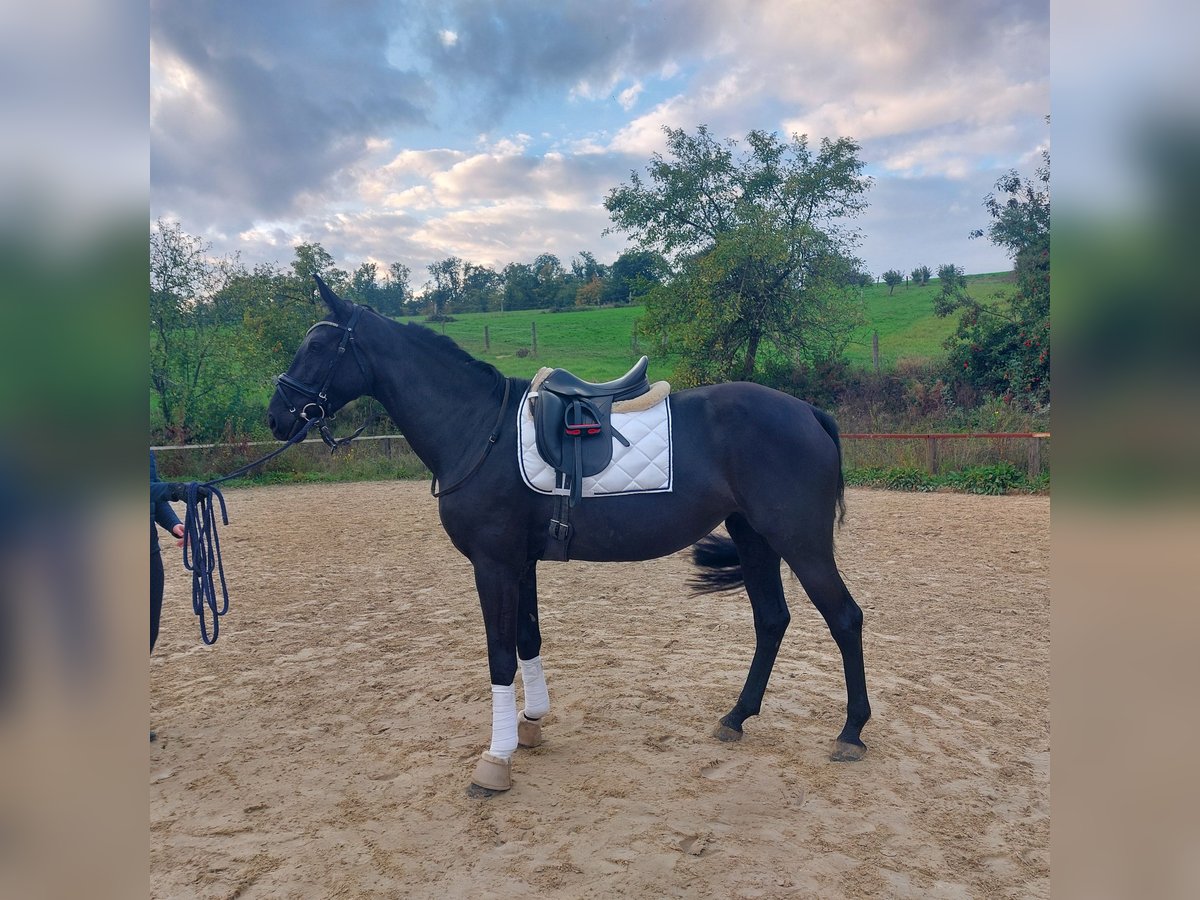 Oldenbourg Jument 4 Ans 169 cm Noir in Salach