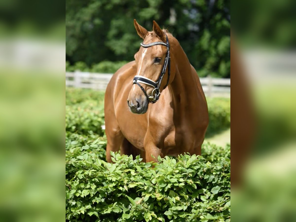 Oldenbourg Jument 4 Ans 170 cm Alezan brûlé in Stuhr