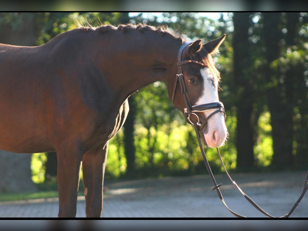 Oldenbourg Jument 4 Ans 170 cm Bai brun foncé in Saterland