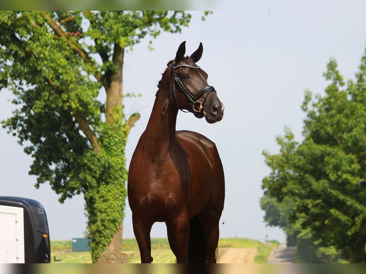 Oldenbourg Jument 4 Ans 170 cm Bai brun foncé in Bramsche