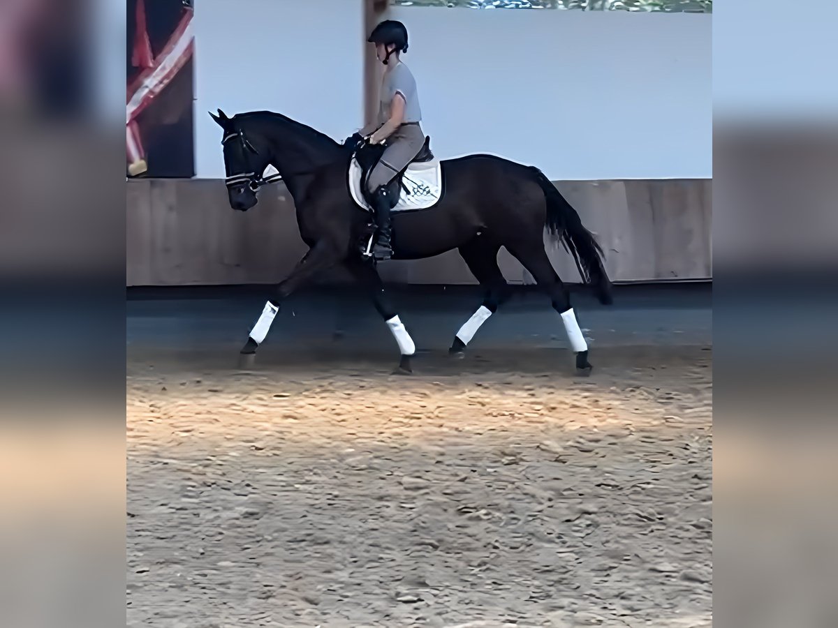 Oldenbourg Jument 4 Ans 170 cm Bai in Lage