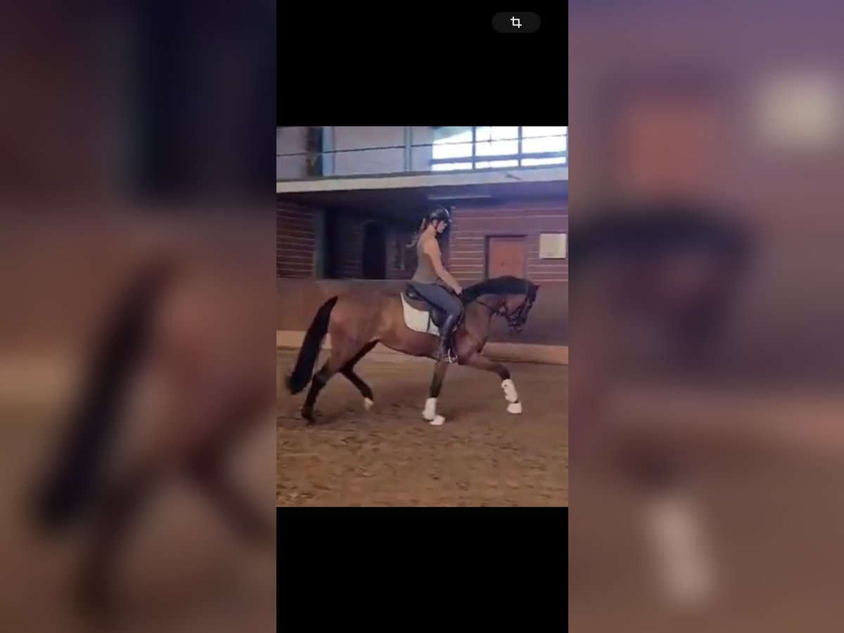 Oldenbourg Jument 4 Ans 170 cm Bai in Hairedt