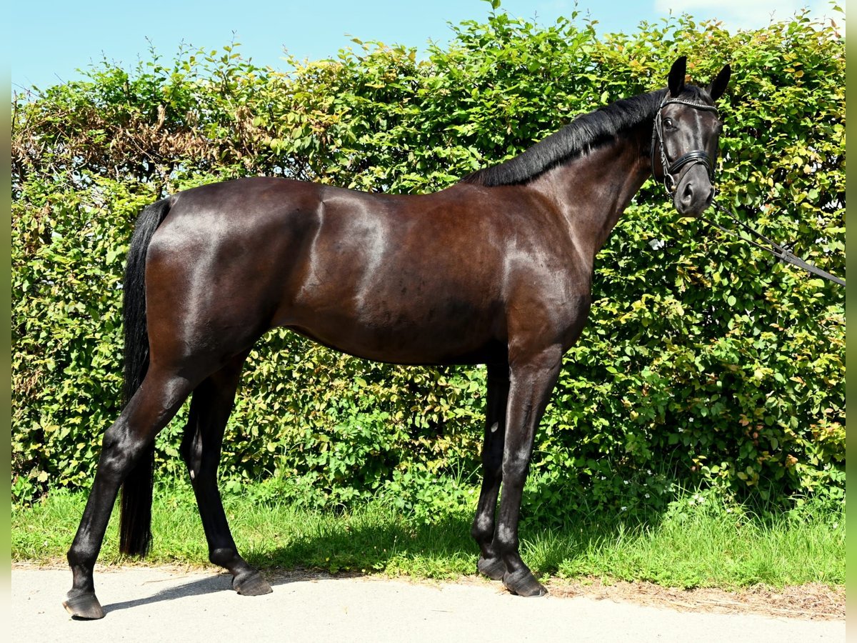 Oldenbourg Jument 4 Ans 170 cm Noir in Karlsfeld