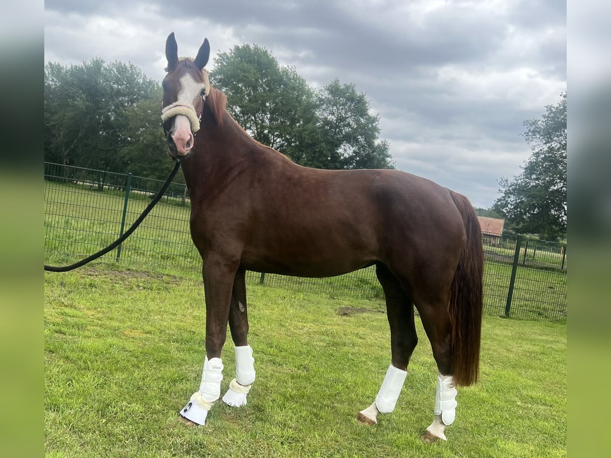 Oldenbourg Jument 4 Ans 171 cm Alezan brûlé in Sch&#xFC;ttorf