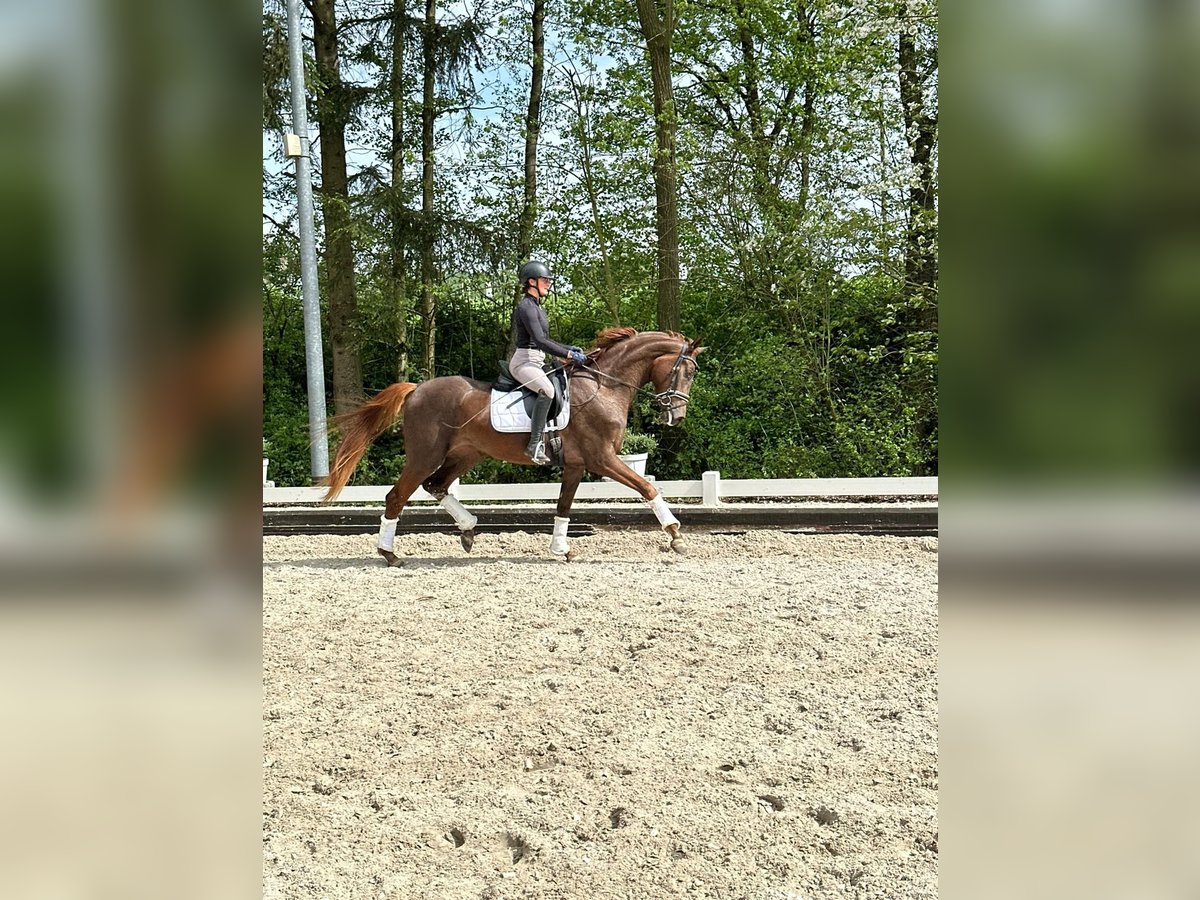 Oldenbourg Jument 4 Ans 172 cm Alezan in Wülfrath