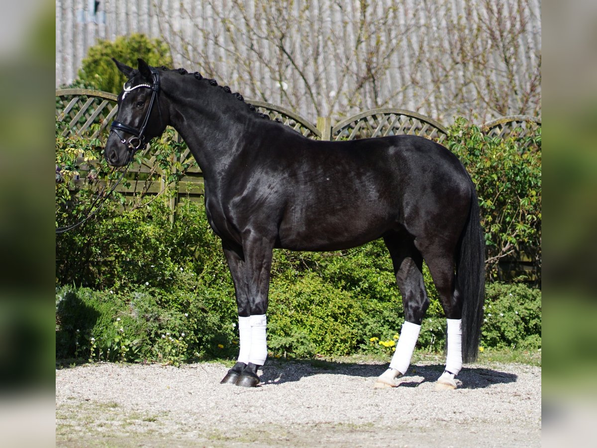 Oldenbourg Jument 4 Ans 172 cm Noir in Hohenfelde