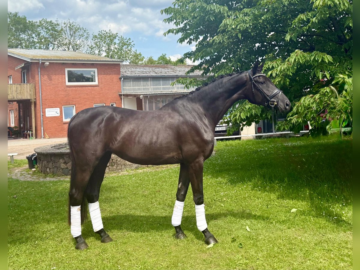Oldenbourg Jument 4 Ans 173 cm Noir in Schierensee