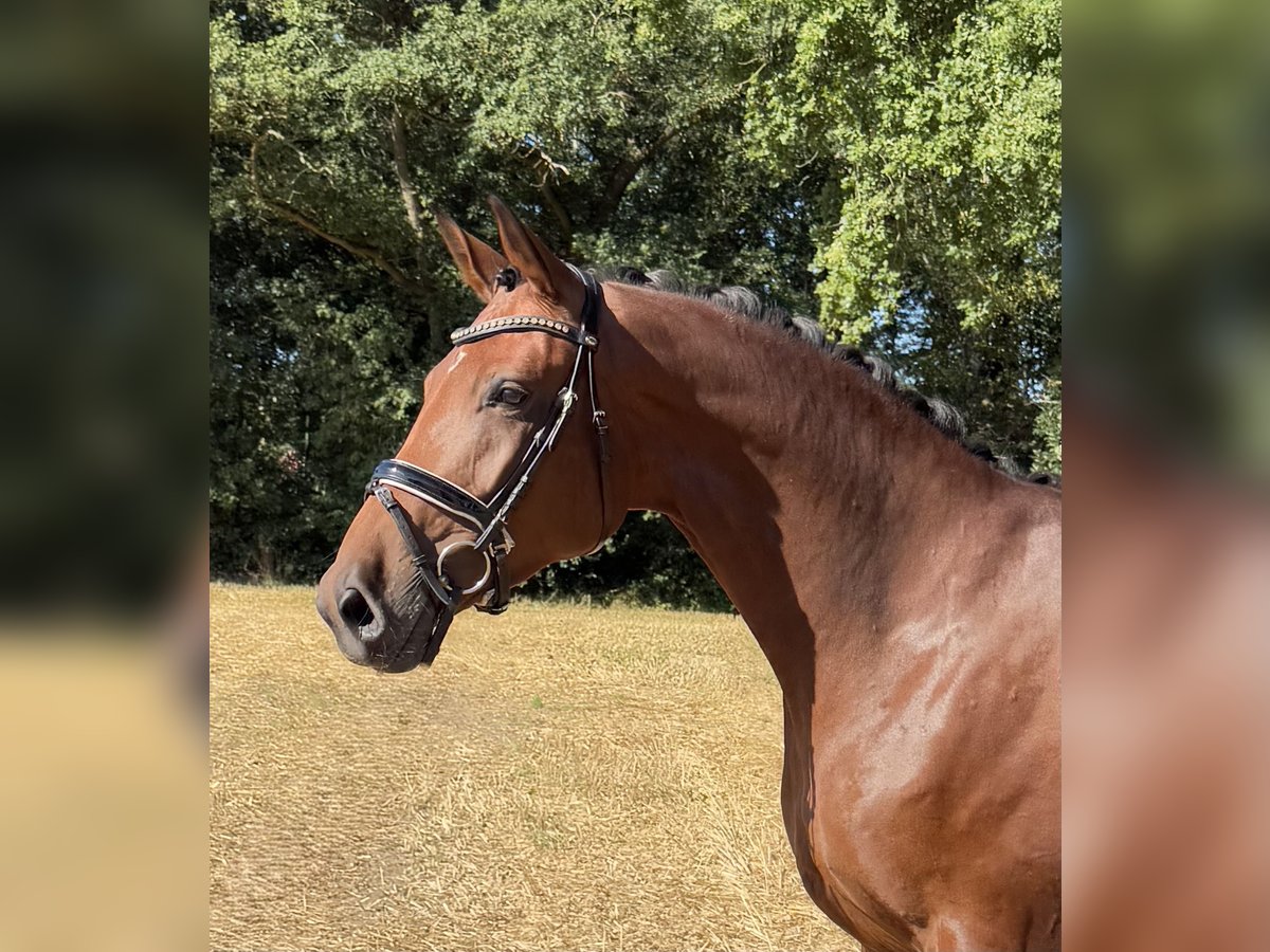 Oldenbourg Jument 4 Ans 175 cm Bai in L&#xF6;ningen