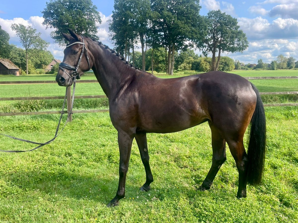 Oldenbourg Jument 4 Ans 176 cm Bai brun in Bad Zwischenahn