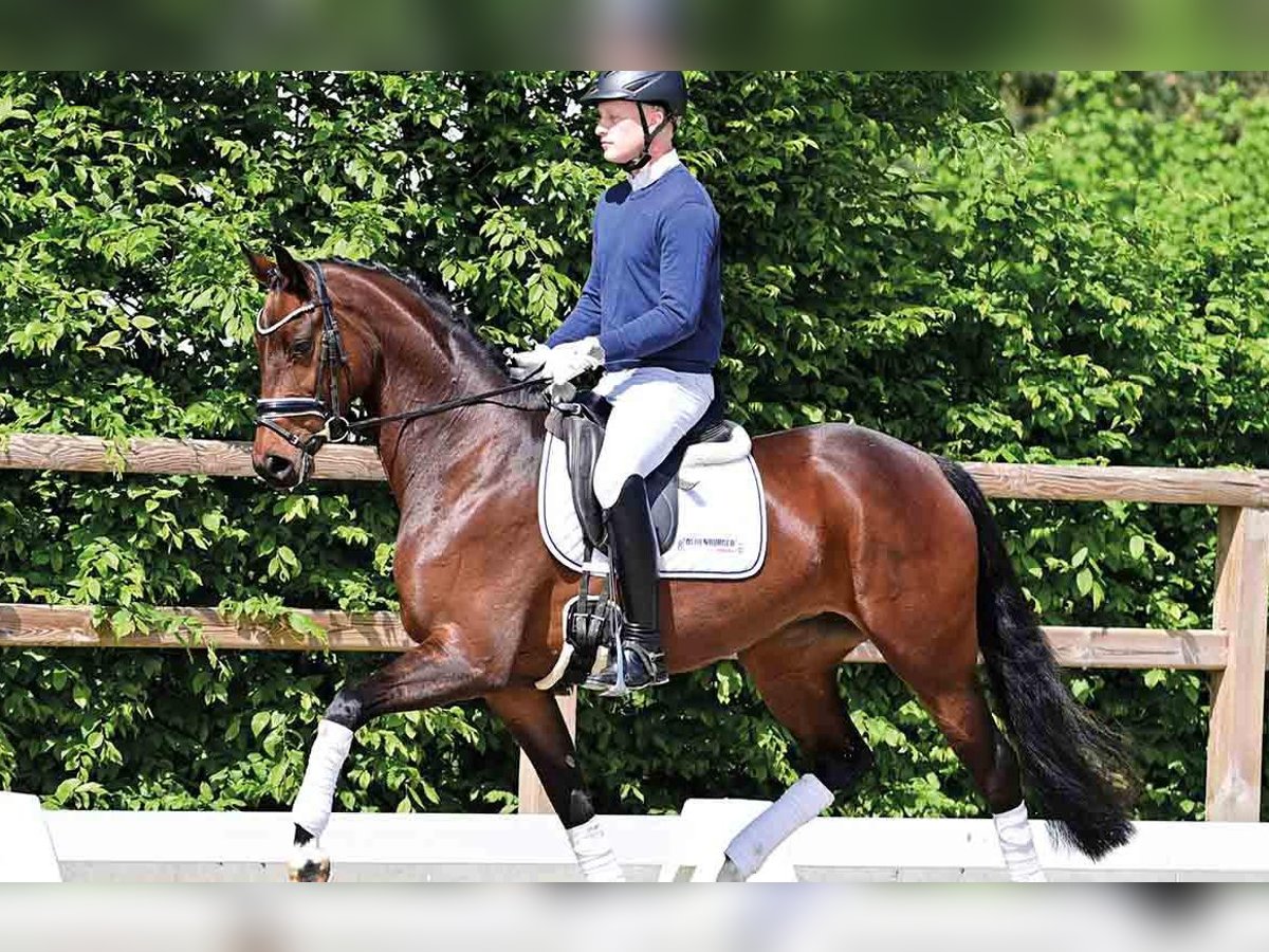 Oldenbourg Jument 4 Ans Bai brun in Vechta