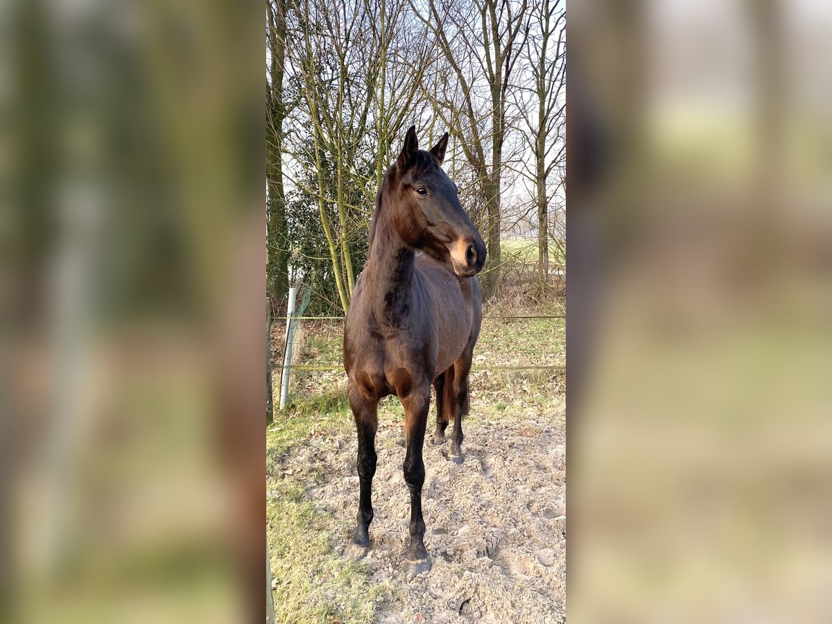 Oldenbourg Jument 4 Ans Bai brun foncé in Edewecht